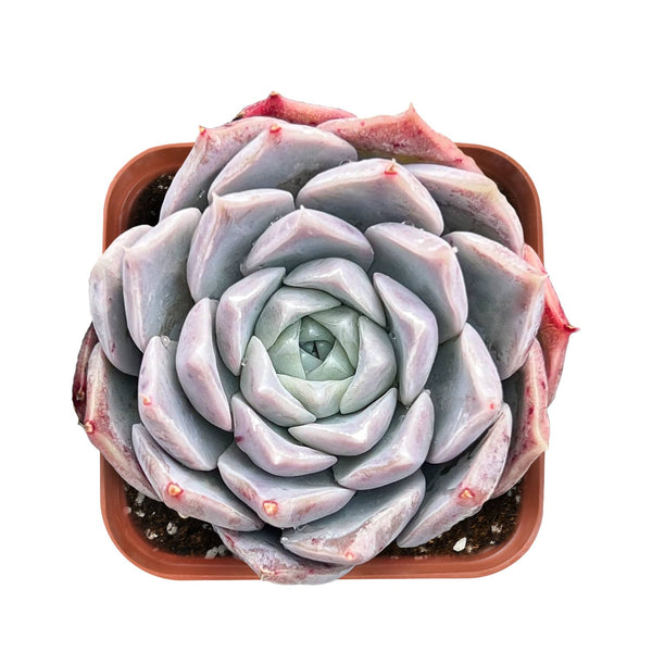 Echeveria Rosalia