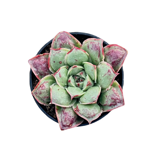 Echeveria Rosima Raindrop/ Echeveria Longissima var. Bumps (Rare)