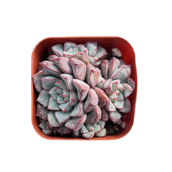 Echeveria Subcorymbosa Lau 030