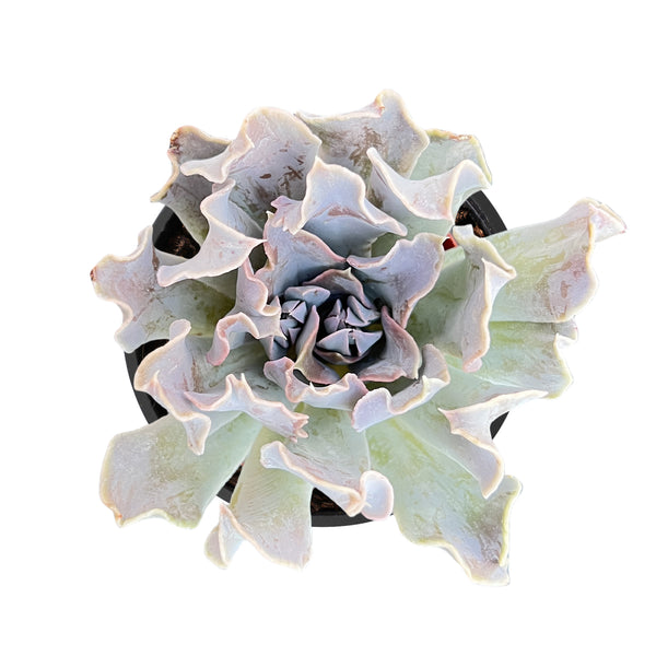 Echeveria 'Swan Lake'