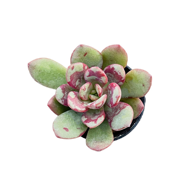 Echeveria The Next Gardener Huadan (Rare)