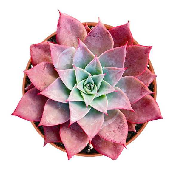 Echeveria The Next Gardener Meiya (4 inch)