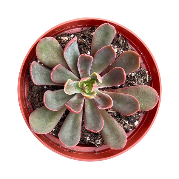 Echeveria The Next Gardener Scarlet Wing (4 inch)