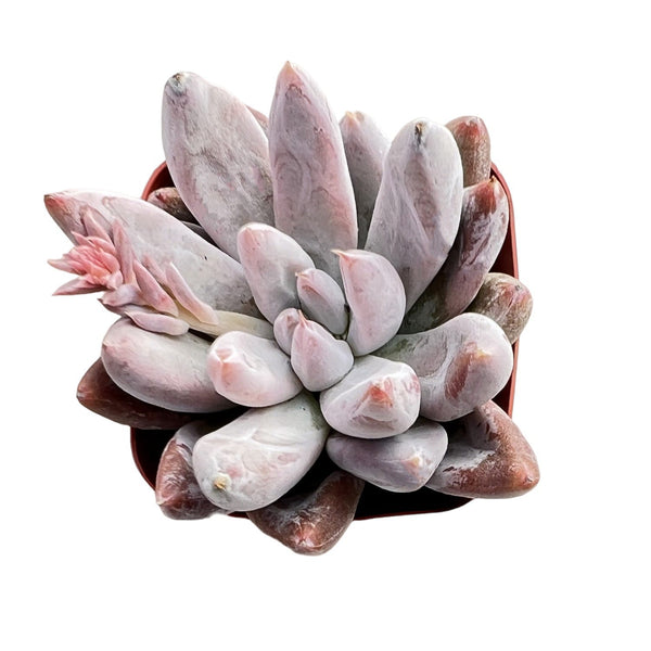 Echeveria Tolimanensis (Rare)