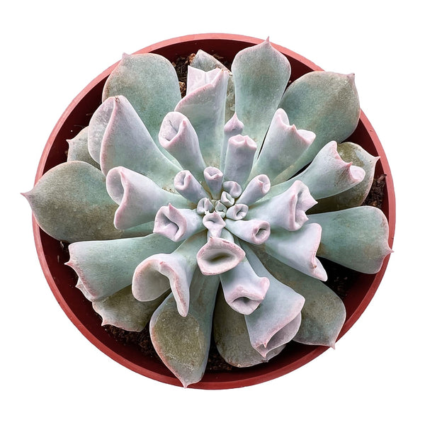 Echeveria Trumpet Pinky (4 inch)