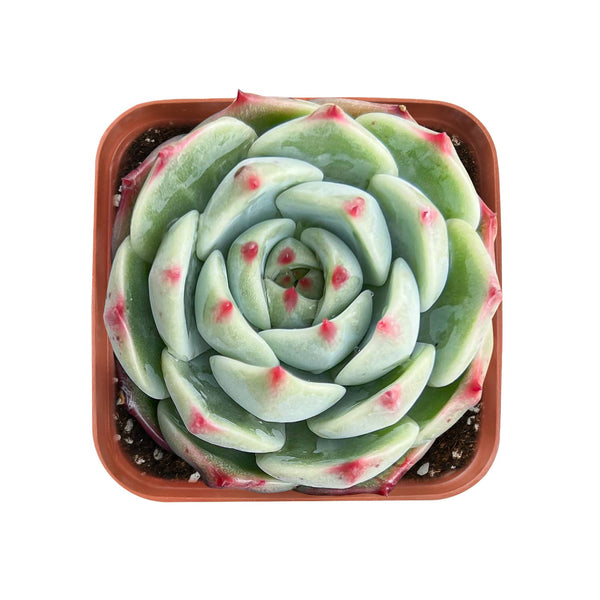 Echeveria White Dragon