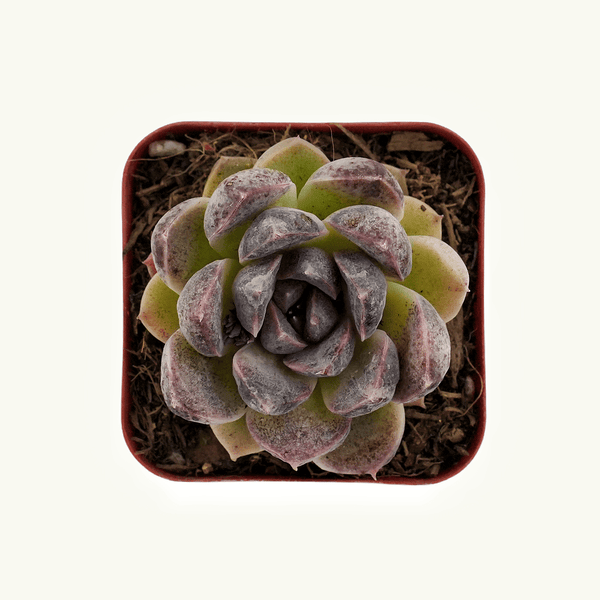 Echeveria Zixia Fairy