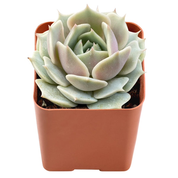 Echeveria 'Lola'  Bulk 54 Tray - 2in Pot