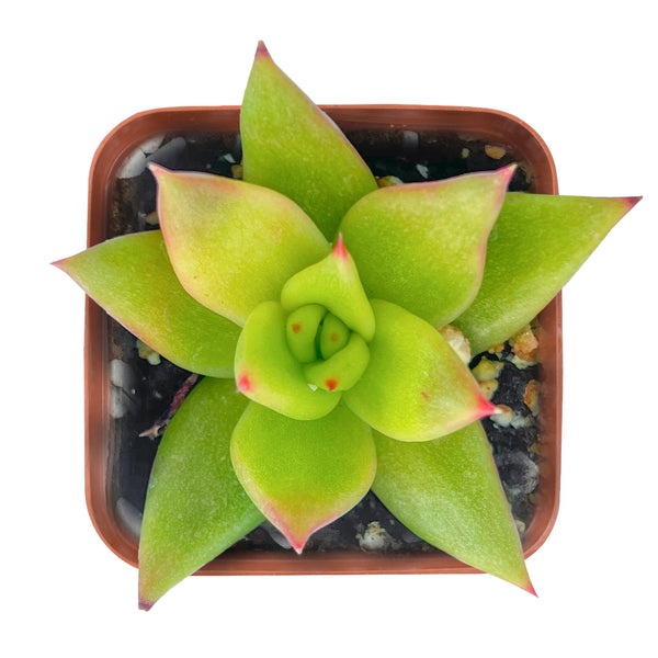 Echeveria agavoides 'Lipstick'