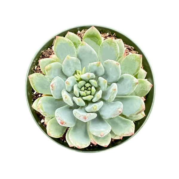 Echeveria cv. Blue Apple/ Blue Elf (4 inch)