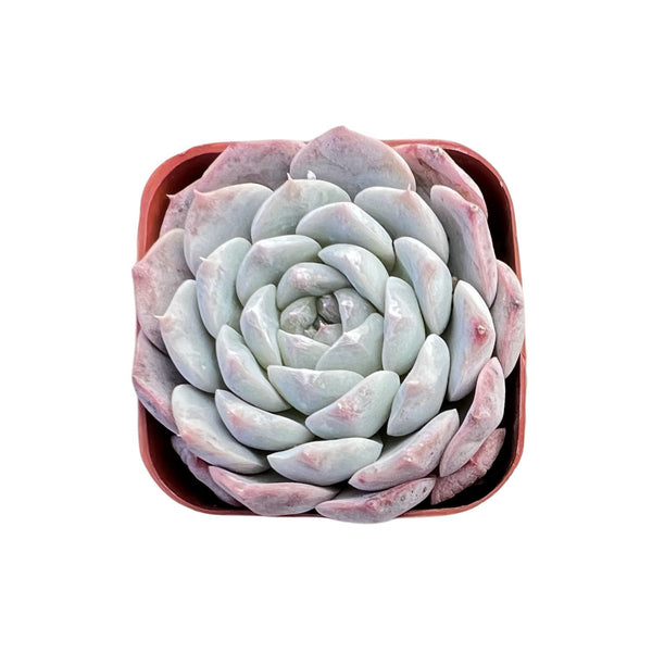 Echeveria sp. 'Pixie Bunny'