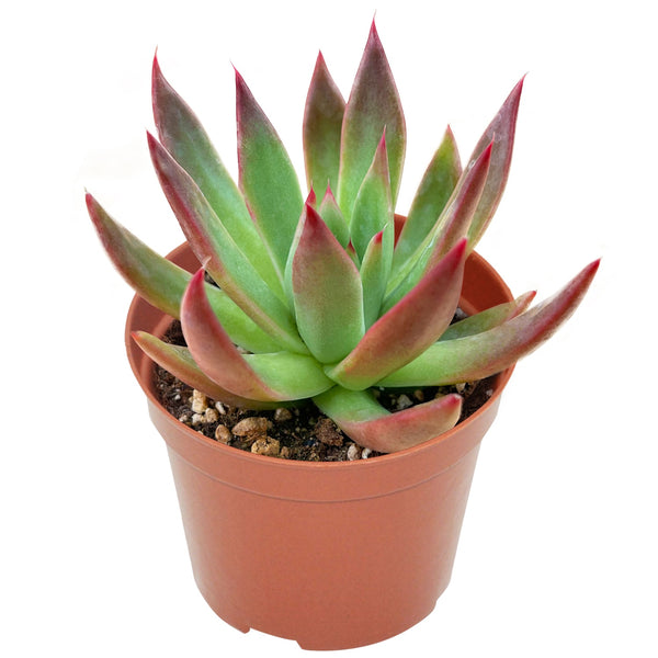 Echeveria Agavoides 'Morgain' (4 inch)