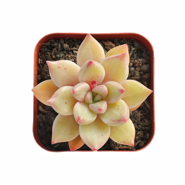 echeveria arze yellow succulent