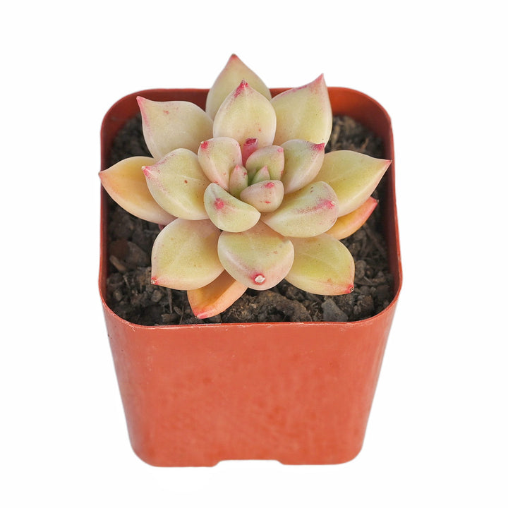 echeveria arze succulents for sale