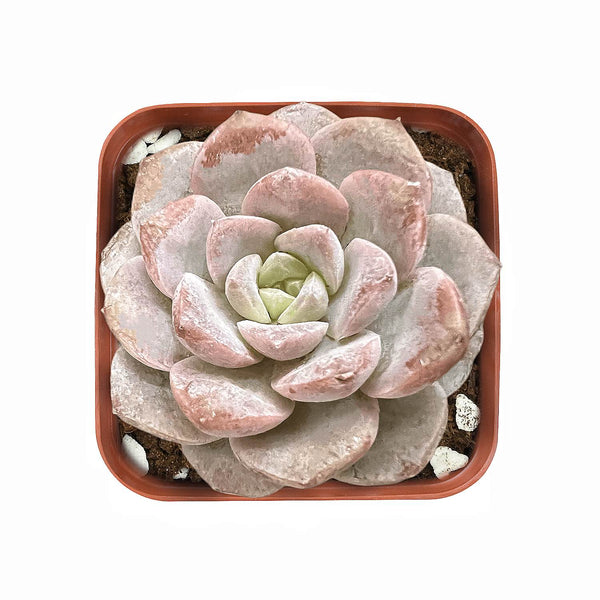 Echeveria Crystal Amber