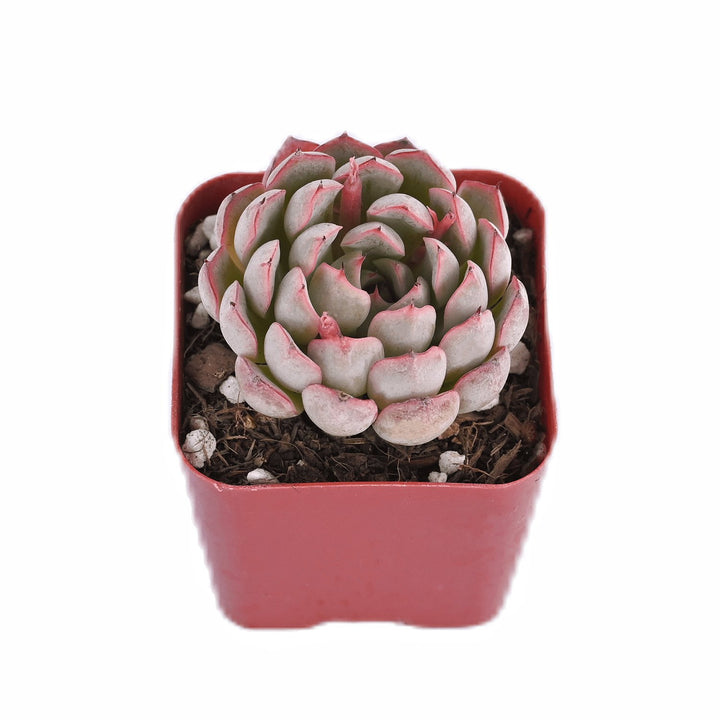 echeveria-cuspidata-tough-japanese-for-sale