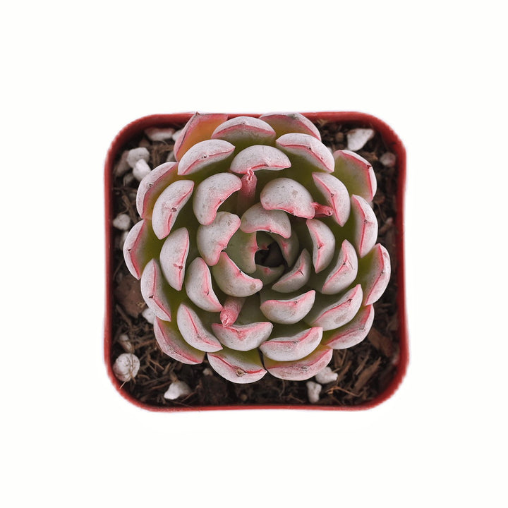 echeveria-cuspidata-tough-japanese