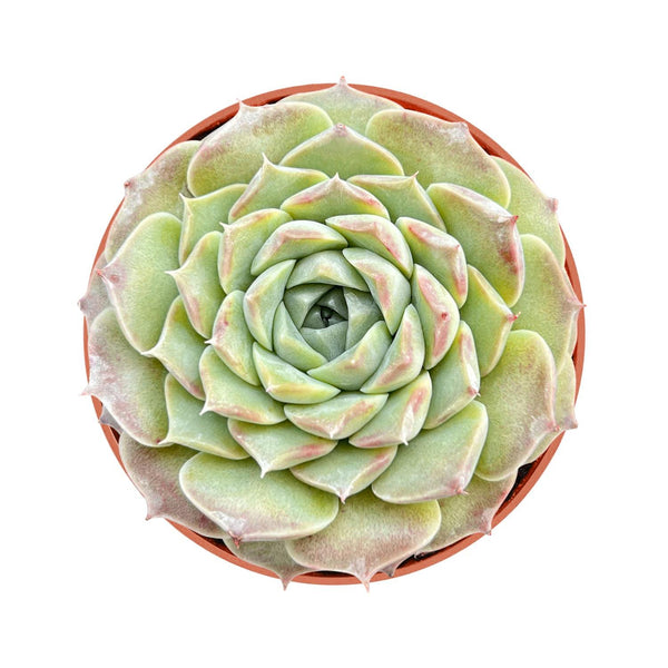 Echeveria Elegans 'Hyaliana' (<4 inch)