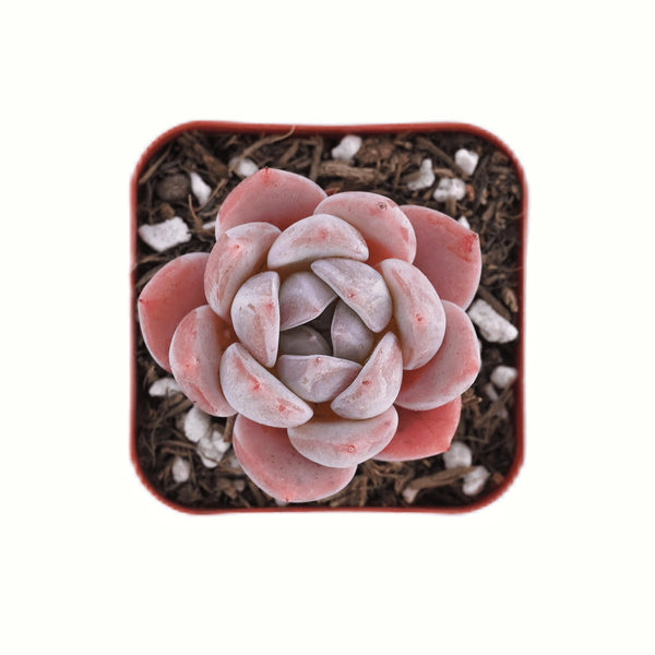 Echeveria Ice Snow Angel