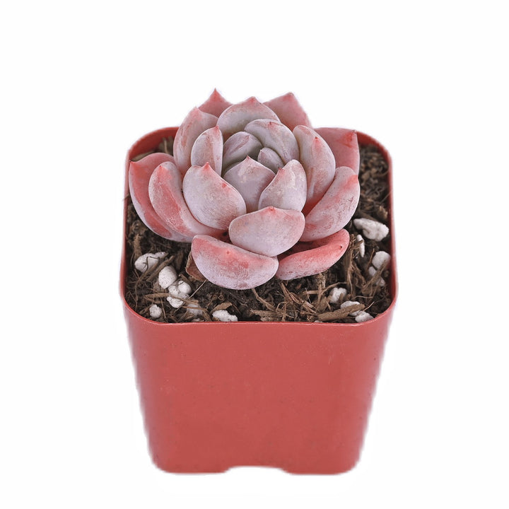 Echeveria Ice Snow Angel