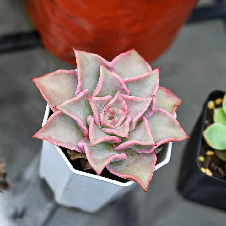 rare-succulent-echeveria-madiba