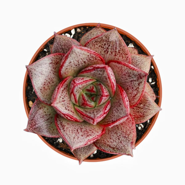 Echeveria Purpusorum (4 inch)