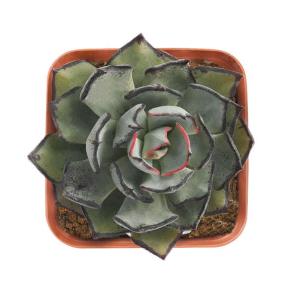 Echeveria Strictiflora var. Nova