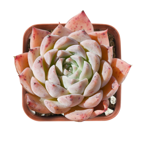 Echeveria The Next Gardener Pink Sea