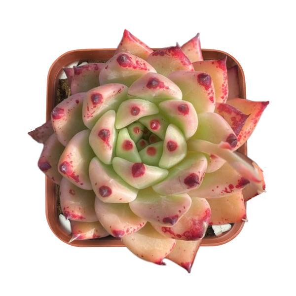 Echeveria The Next Gardener Yamaki