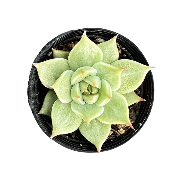 Echeveria Toscannelly