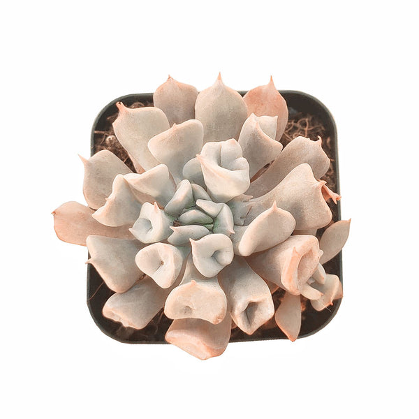 echeveria-trumpet-pinky-for-sale