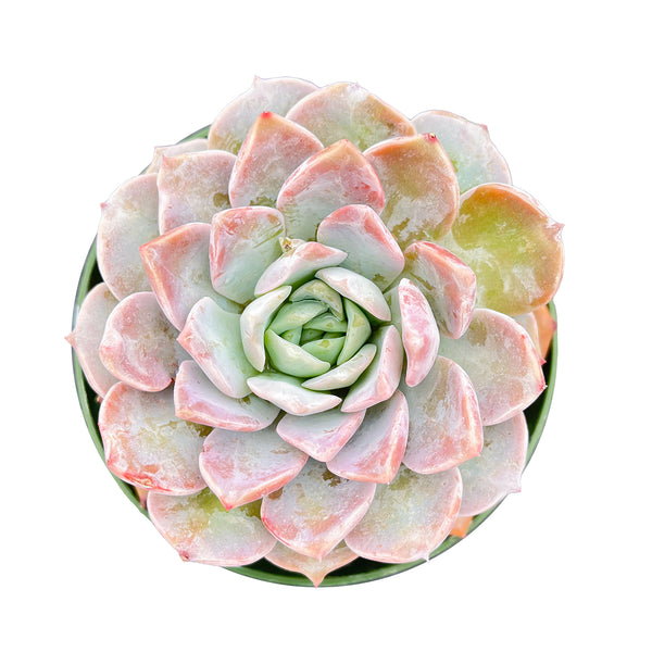 Echeveria 'Amazing Grace' (4 inch)