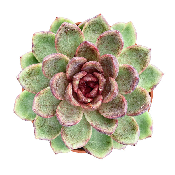 Echeveria 'Amethyst' (4 inch)