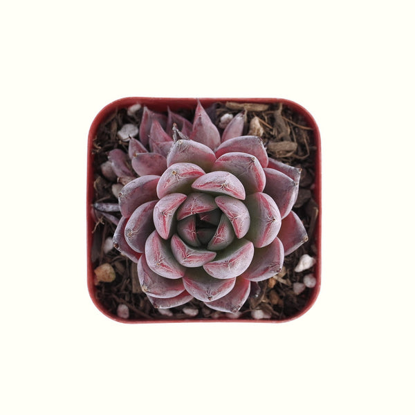 Echeveria 'Aranjuez'