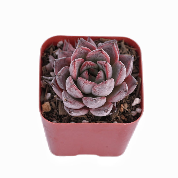 Echeveria 'Aranjuez'