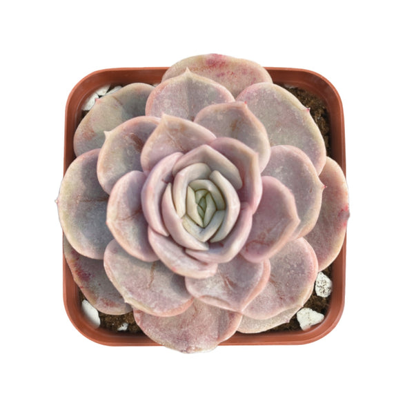 2-inch-echeveria-blue-surprise-for-sale