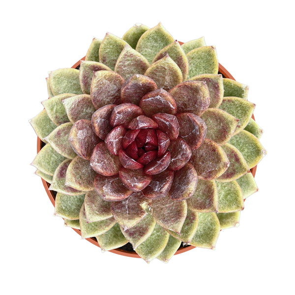 Echeveria 'Chocolate Mousse' (4 inch)