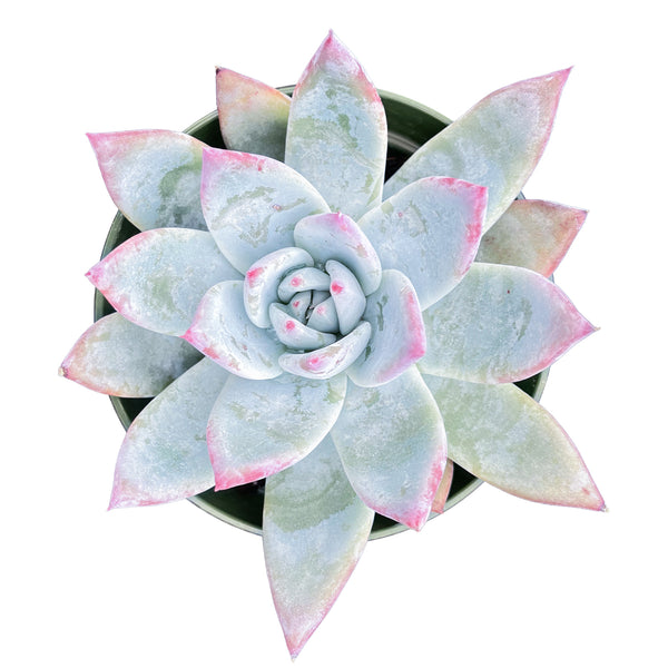 Echeveria Colorata var. Brandtii (4 inch)