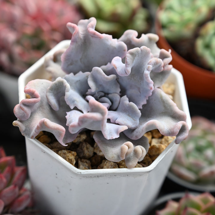 unique-shape-succulent-echeveria-crispate-beauty