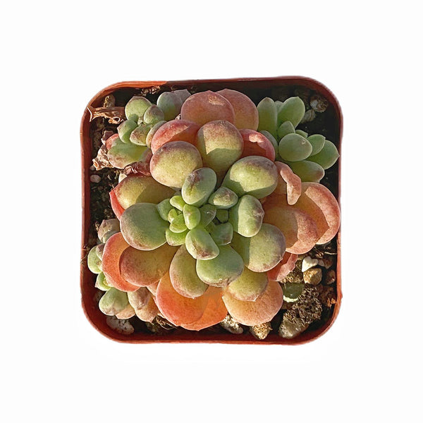 Echeveria 'Cute Bean'