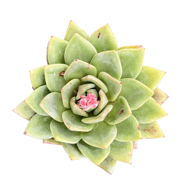 Echeveria 'German Champagne' (4 inch)
