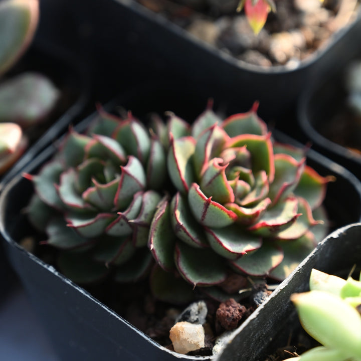 Echeveria-joan-daniel