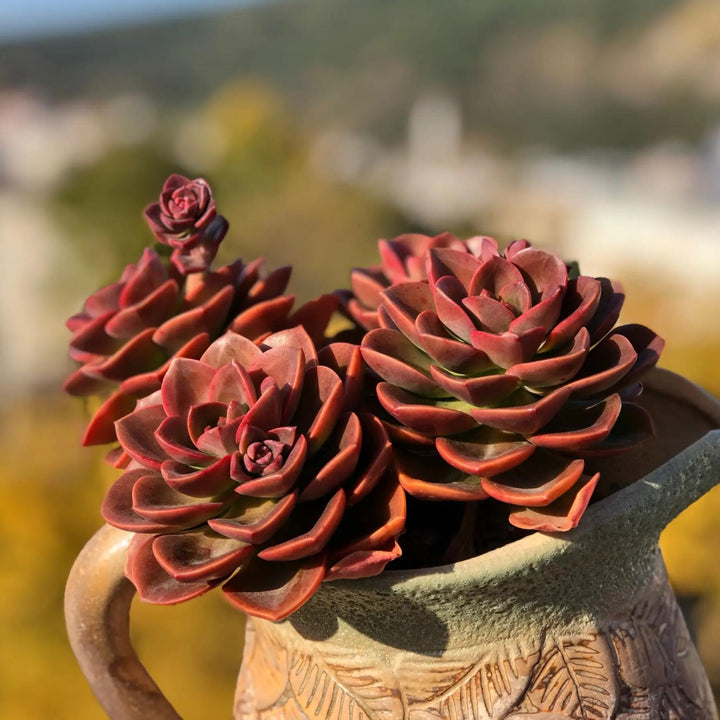 beautiful-dark-red-echeveria-melaco