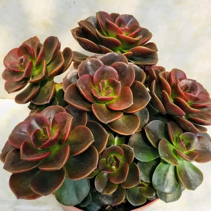 mulit-head-echeveria-melaco