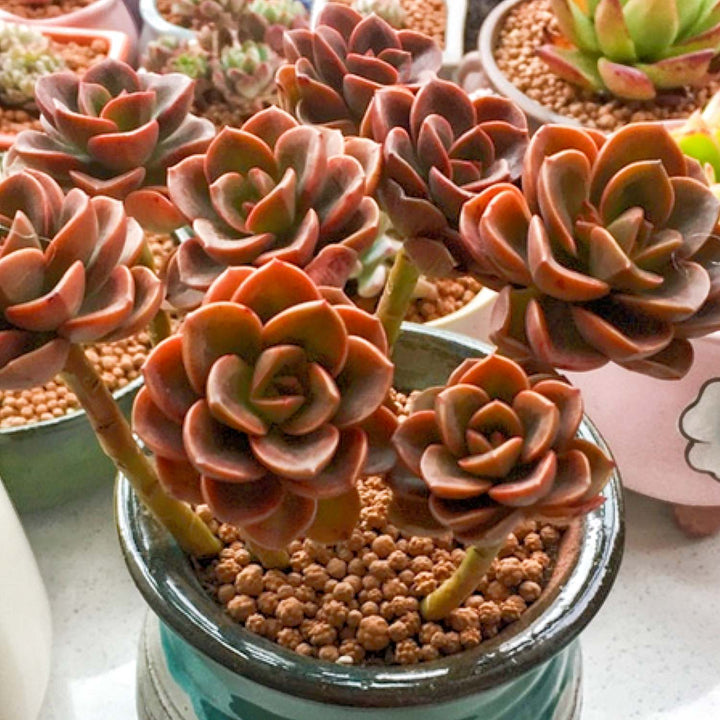 cluster-echeveria-melaco-for-sale