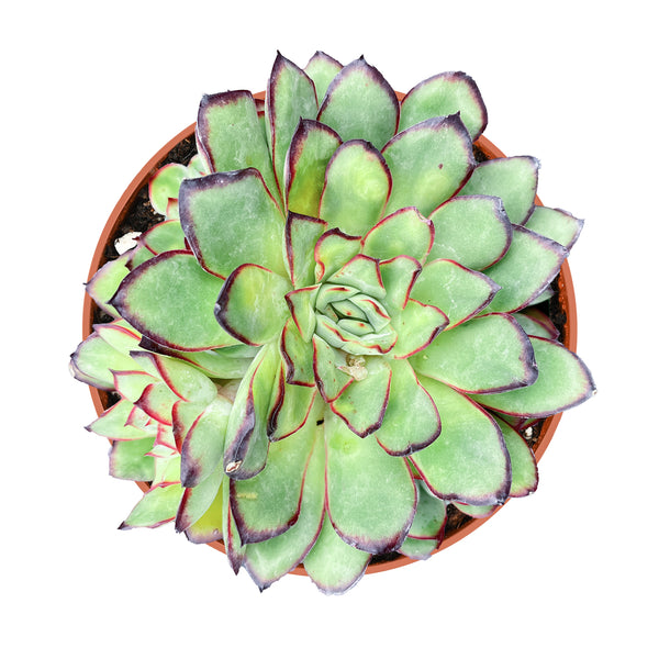 Echeveria Mexican pulidonis (4 inch)