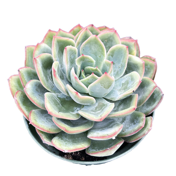 Echeveria Morning Dew (4 inch)