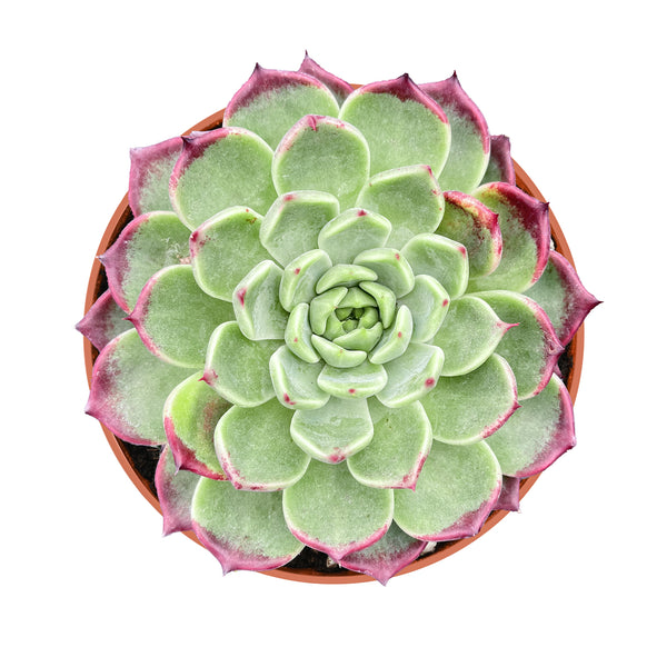 Echeveria 'Night' (4 inch)