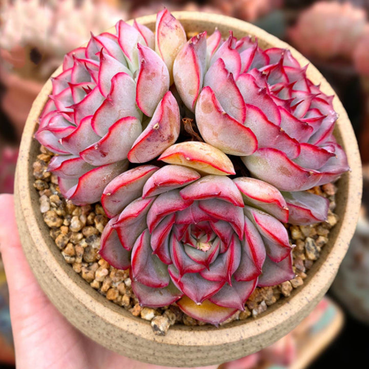 echeveria-orion-cluster-succulent