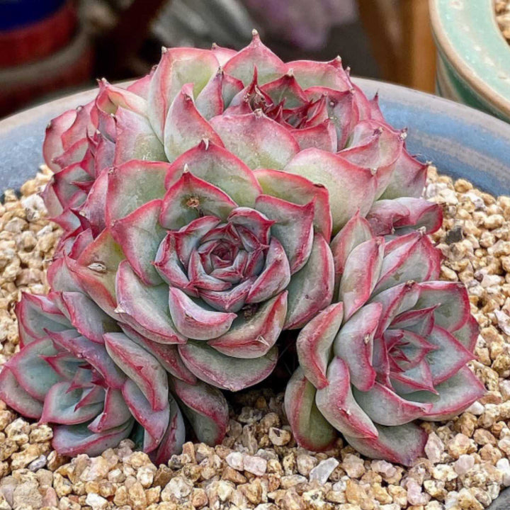 echeveria-orion-red-succulent